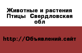 Животные и растения Птицы. Свердловская обл.